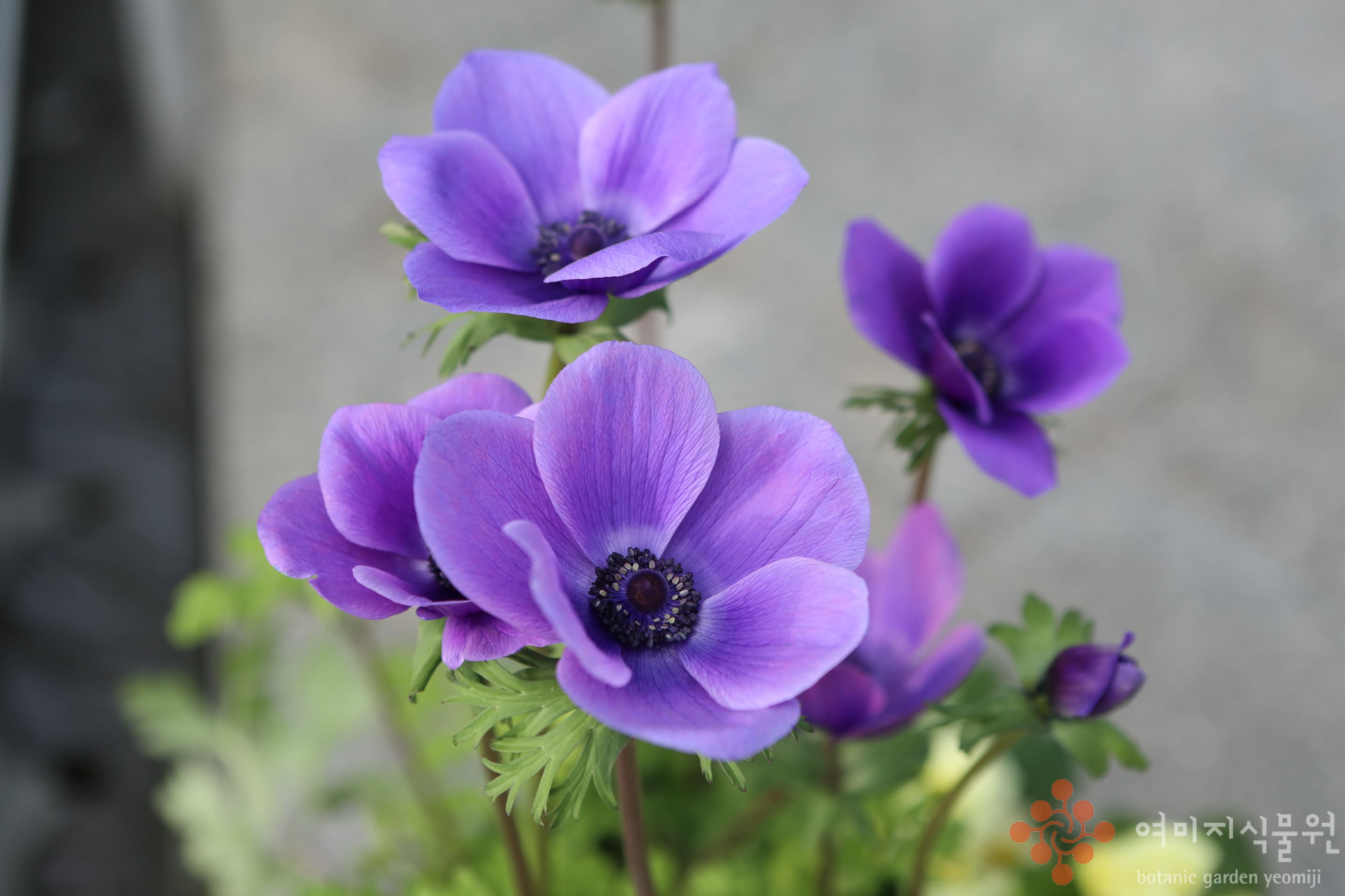 anemone-1.jpg