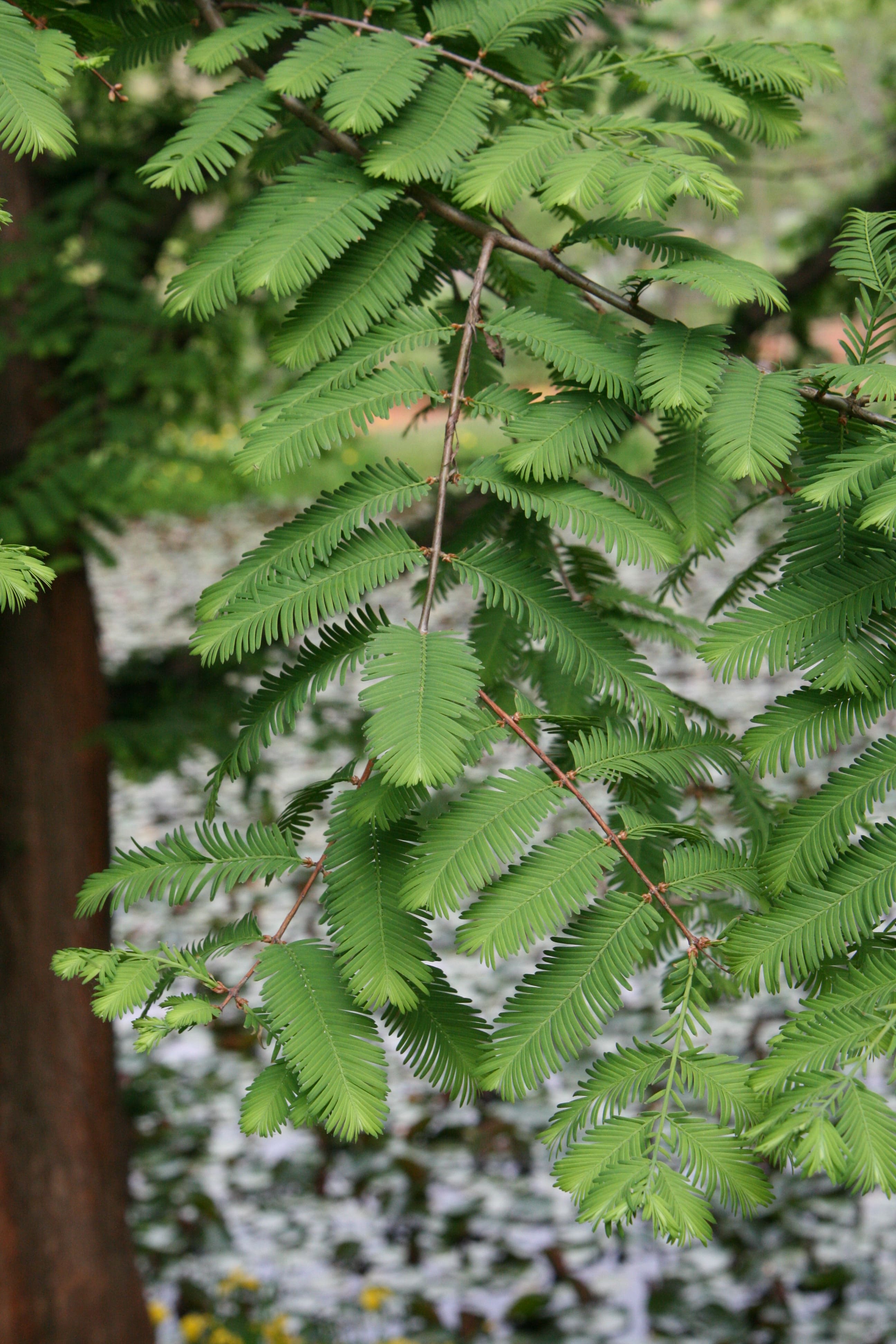 Metasequoia.JPG